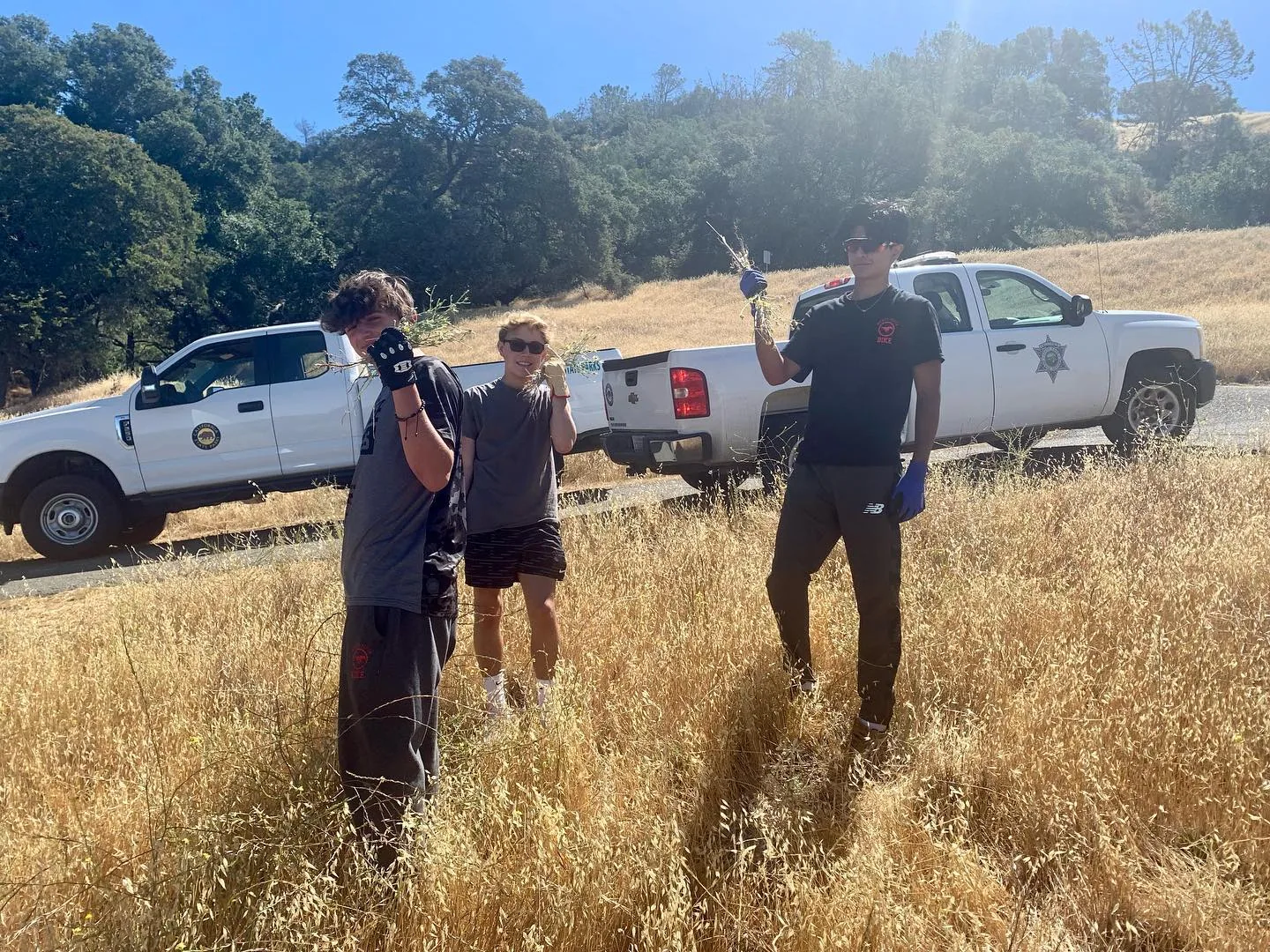Volunteers removing yellow starthistle on Mount Diablo in July 2022